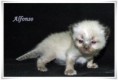 /album/alfonso/alfonso-3-hetes-03-jpg/